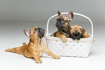 Image showing cute french bulldog puppy in basket