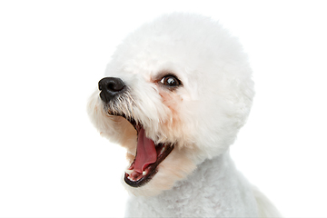 Image showing beautiful bichon frisee dog