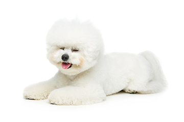 Image showing beautiful bichon frisee dog