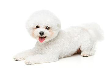 Image showing beautiful bichon frisee dog