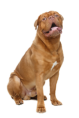 Image showing beautiful bordeaux dogue dog