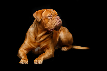 Image showing beautiful bordeaux dogue dog