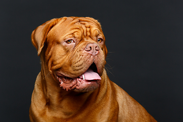 Image showing beautiful bordeaux dogue dog