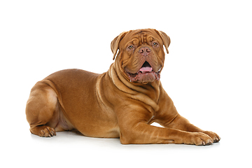 Image showing beautiful bordeaux dogue dog