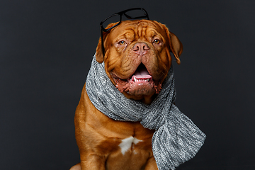 Image showing beautiful bordeaux dogue dog in scarf