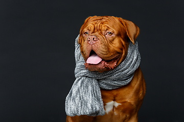 Image showing beautiful bordeaux dogue dog in scarf