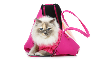 Image showing beautiful birma cat in pink pullover