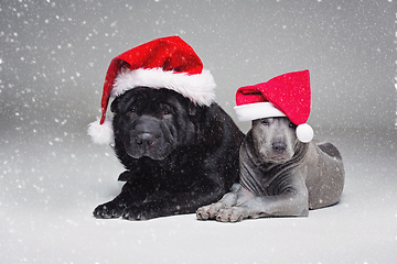 Image showing thai ridgeback puppy and shar pei dog