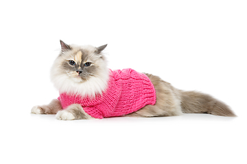 Image showing beautiful birma cat in pink pullover