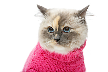 Image showing beautiful birma cat in pink pullover