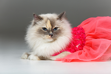 Image showing beautiful birma cat in pink dress