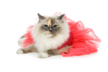 Image showing beautiful birma cat in pink dress