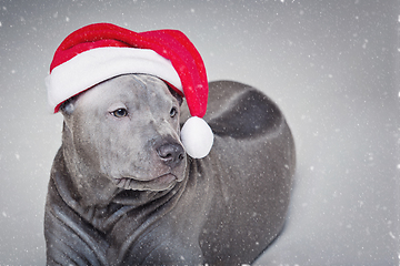 Image showing thai ridgeback puppy in xmas hat