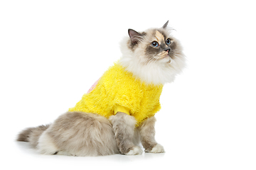 Image showing beautiful birma cat in yellow pullover