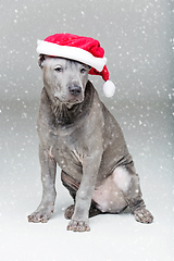 Image showing thai ridgeback puppy in xmas hat