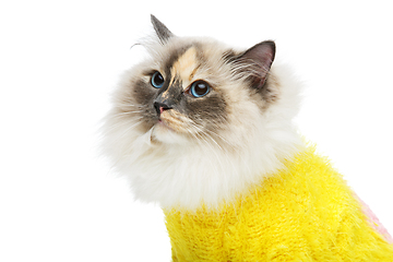 Image showing beautiful birma cat in yellow pullover