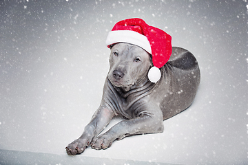 Image showing thai ridgeback puppy in xmas hat