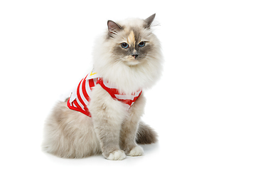 Image showing beautiful birma cat in red pullover