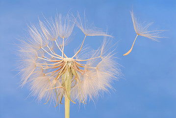 Image showing Dandelion