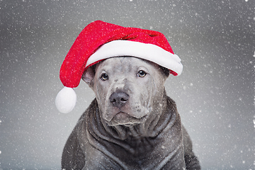 Image showing thai ridgeback puppy in xmas hat