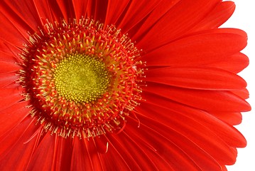 Image showing Flower