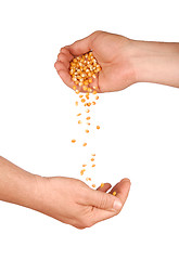 Image showing Hands With Corn