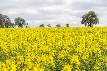 Image showing field of rapeseed at spring time