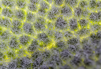 Image showing translucent salvia leaf closeup