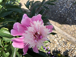 Image showing Peony