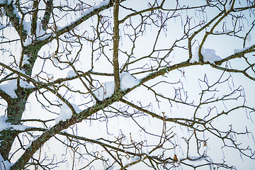 Image showing Branches with snow