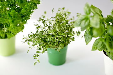 Image showing fresh parsley, basil and thyme herbs in pots