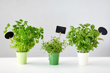 Image showing greens or herbs in pots with name plates on table