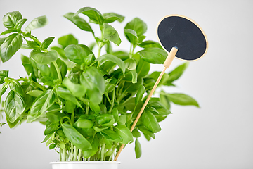 Image showing close up of basil herb with name plate in pot