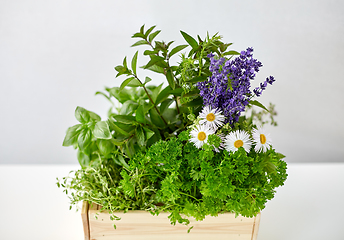 Image showing green herbs and flowers in wooden box on table