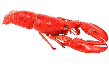 Image showing orange lobster isolated