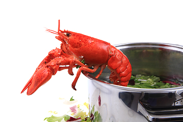 Image showing orange lobster isolated