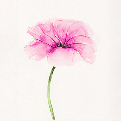Image showing watercolor painting of a pink blossom flower