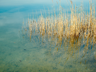 Image showing reed grass in the lake water