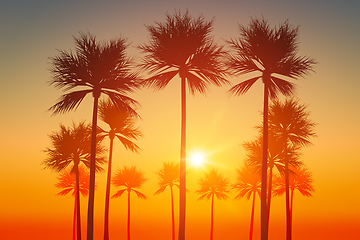Image showing palm trees sunset sky