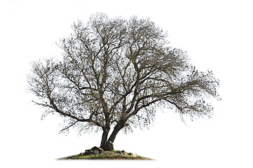 Image showing Leafless ash-tree isolated on white