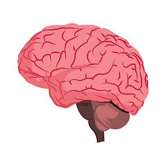 Image showing Anatomy deisign of human brain vector illustration on white back