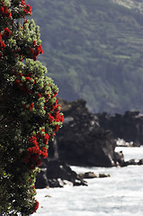 Image showing Sweet gale shrub blossoming