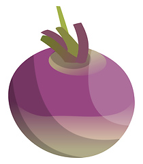 Image showing Purple and violet turnip root vector illustration of vegetables 