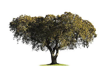 Image showing Holm oak isolated on white