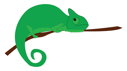 Image showing A big green color lizard with ability to change color called cha