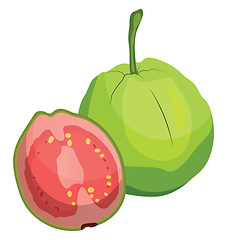 Image showing Green guava fruit cut in half vector illustration on white backg