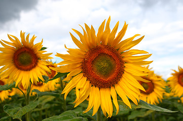 Image showing Sunflower