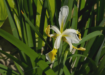 Image showing White Lily