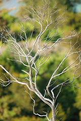 Image showing dead dry tree