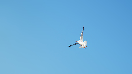 Image showing a seagull in the clear blue sky